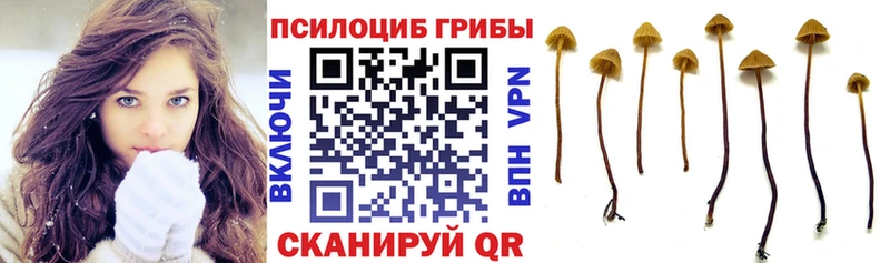 Галлюциногенные грибы прущие грибы закладки Зерноград